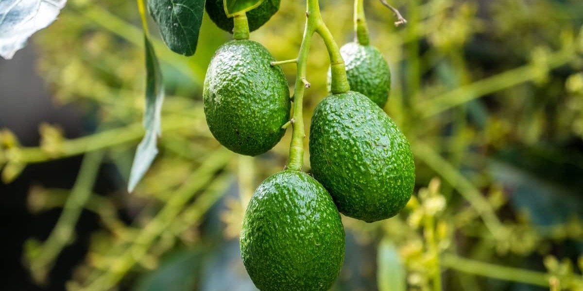 Avocado Farming Guide