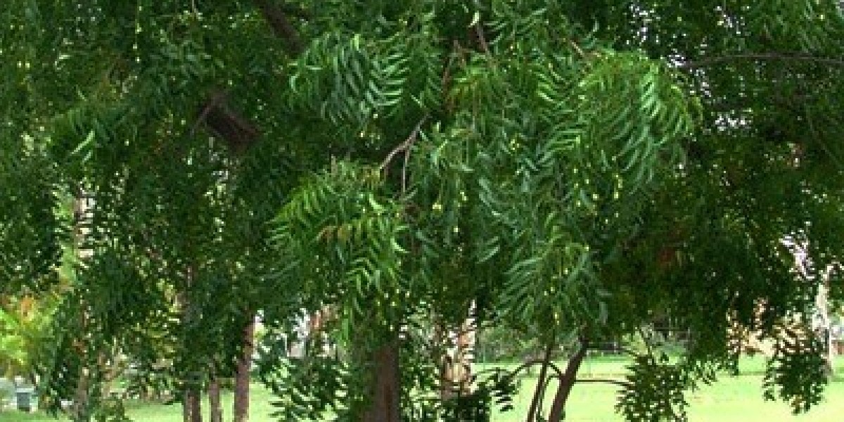 Neem Tree Specifications