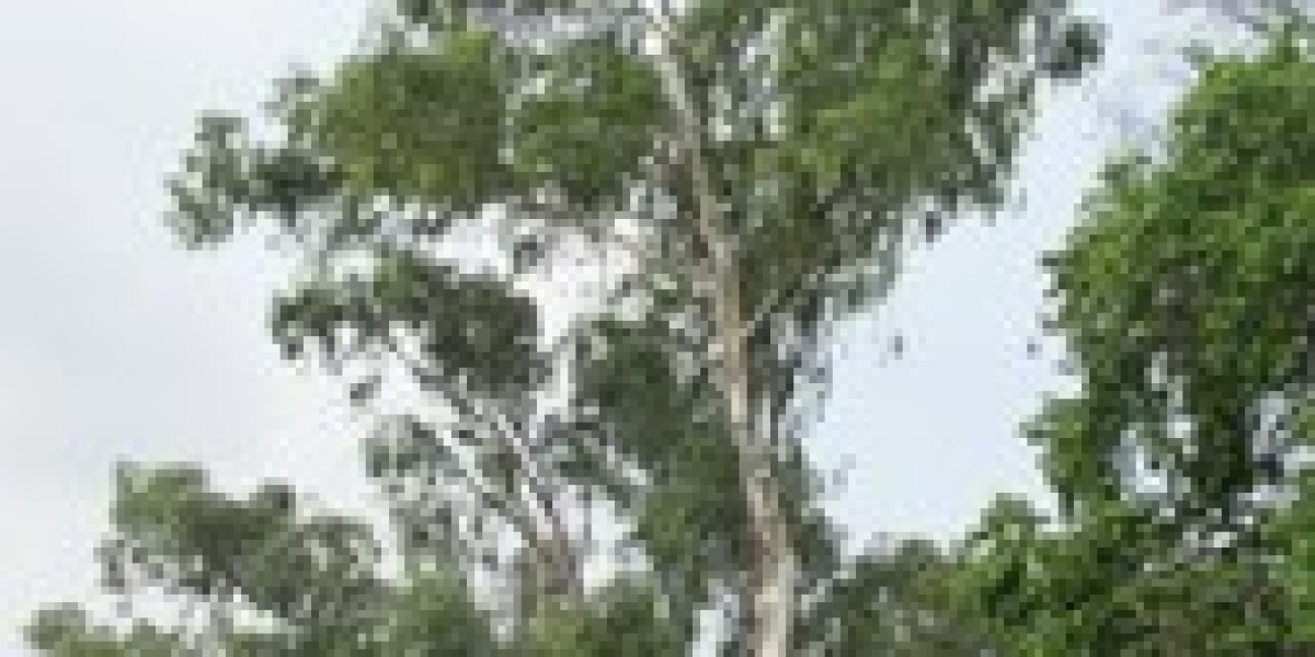 Eucalyptus Tree Specifications