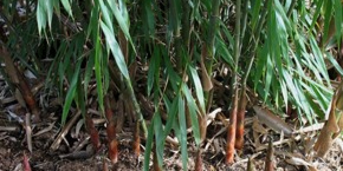 Bamboo Tree Specifications