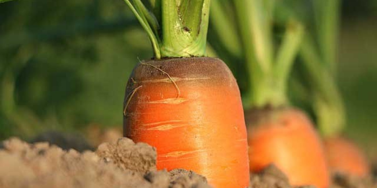 The Ultimate Guide For Carrot Farming