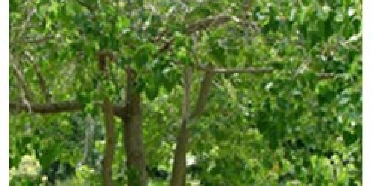 Gamar Tree Specifications