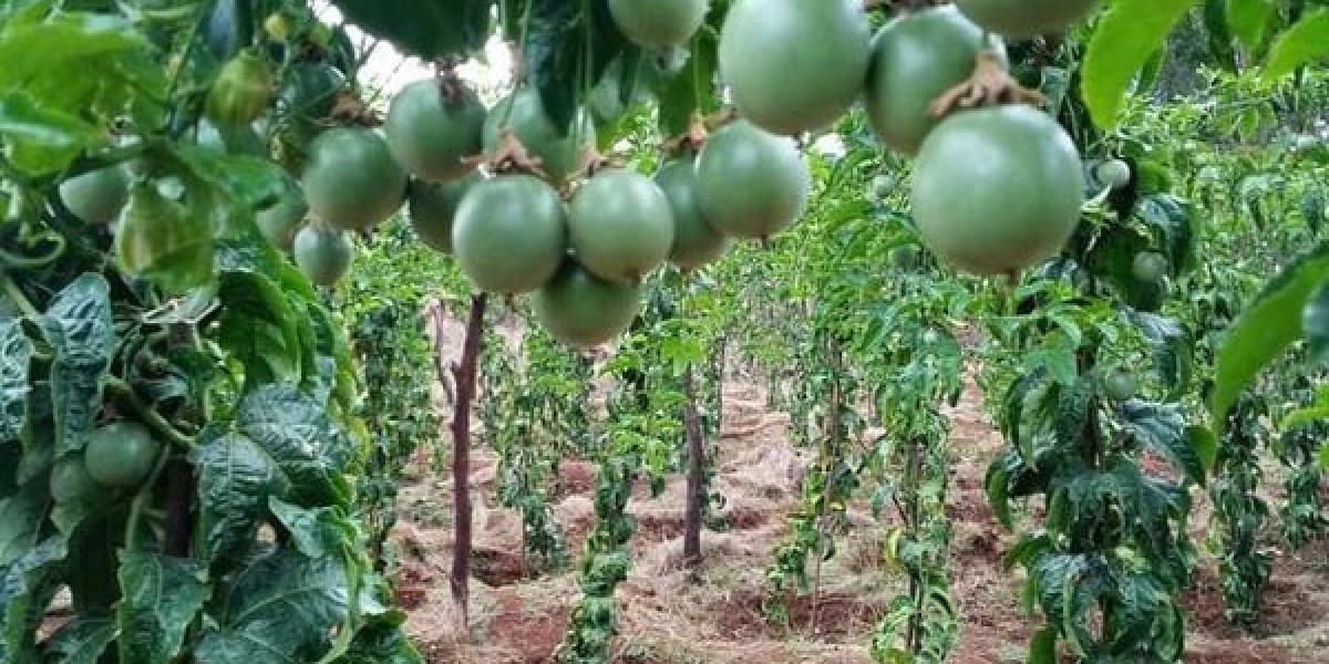 Passion fruit Farming