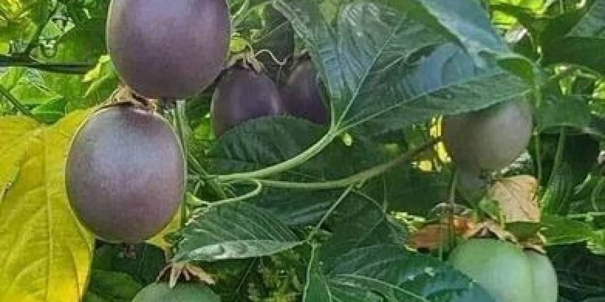 Types of Passion Fruits varieties