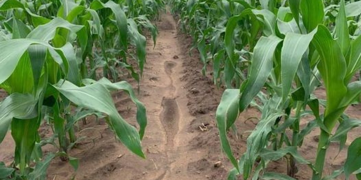 Weed Management in Maize