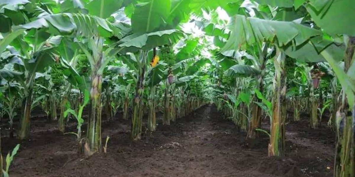 BANANA FARMING MANAGEMENT