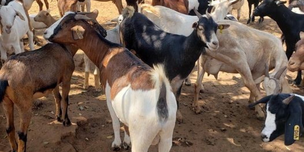 How to Start a Successful Goat Farming Business