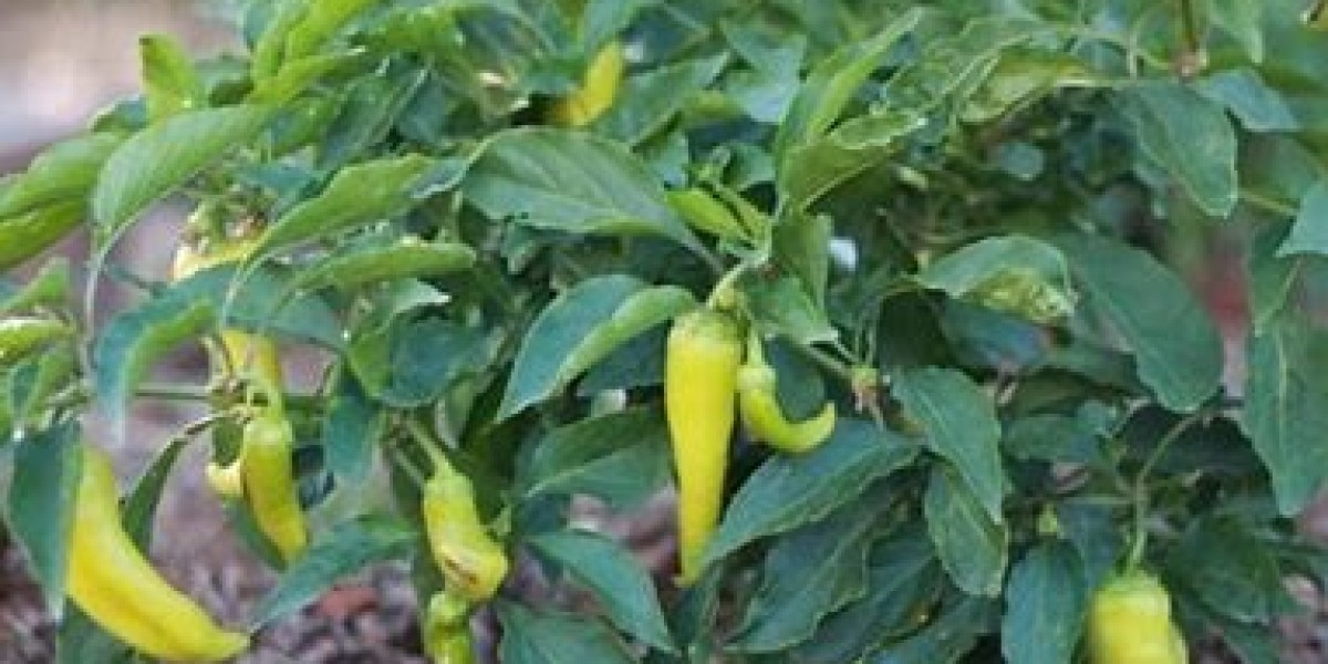 CHILI FARMING