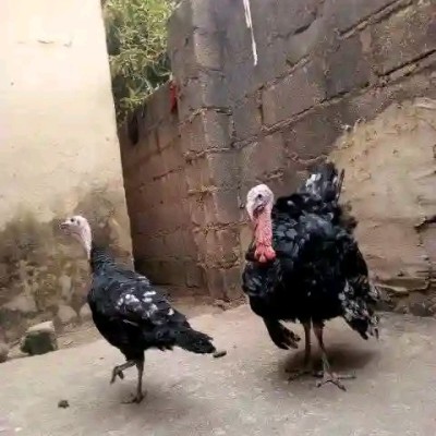 Turkey Profile Picture