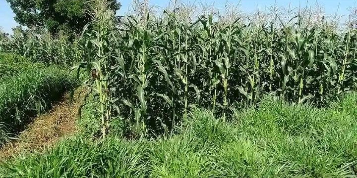 Intercropping Napier grass with maize controls destructive stem borer