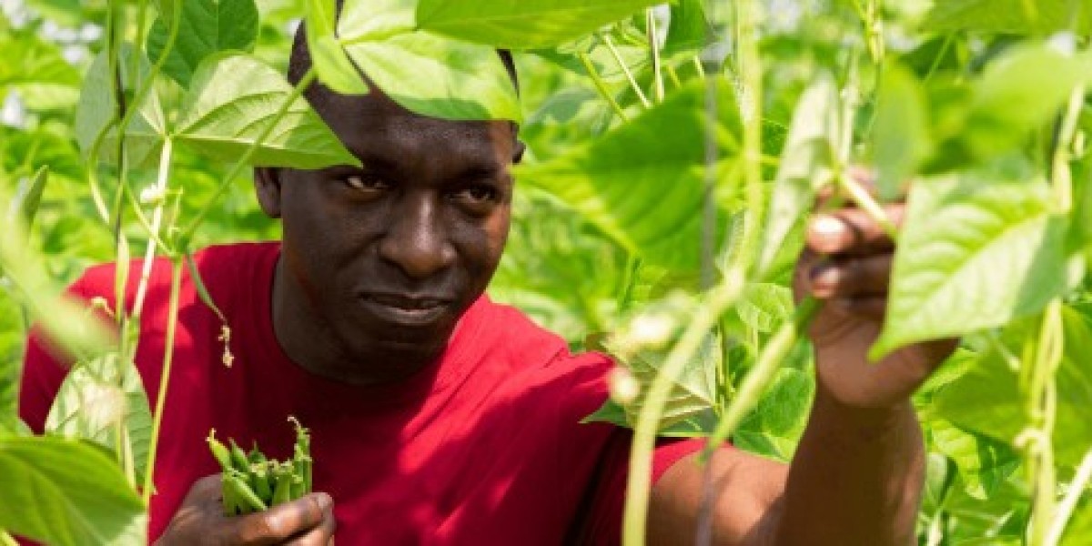 BEANS FARMING