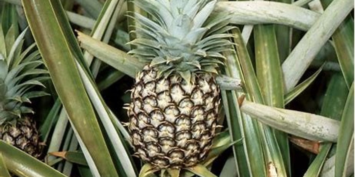 PINEAPPLE FARMING