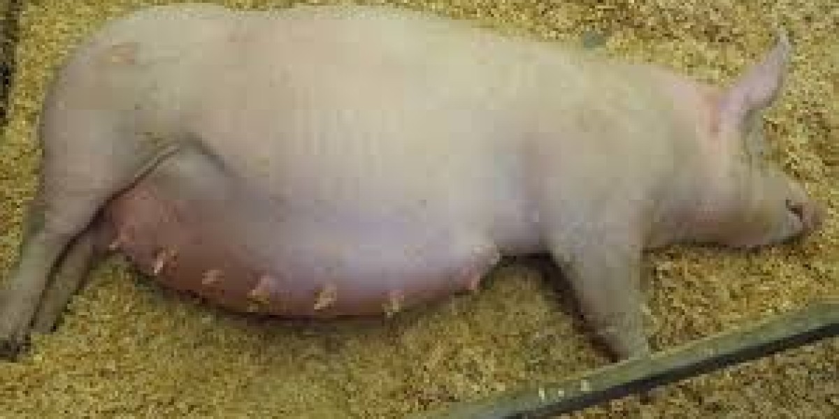 signs of heat in a sow