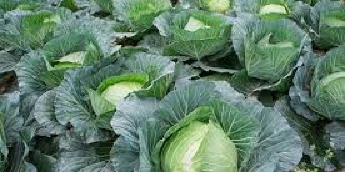 things to consider before  growing cabbages