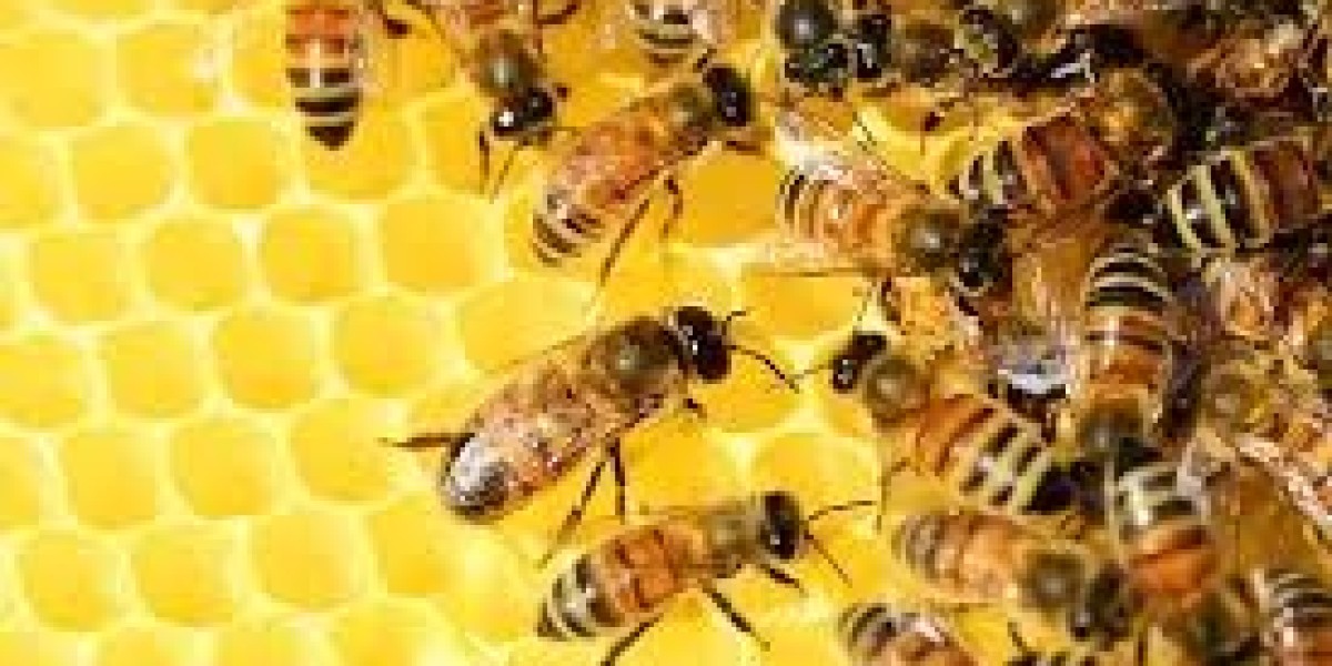 why to consider bee keeping over other agro enterprises