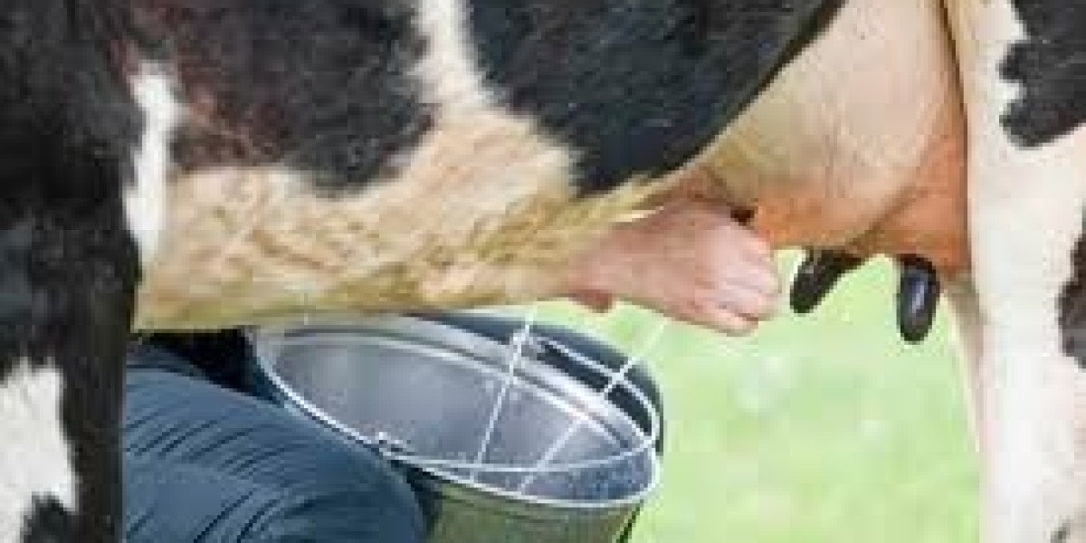 HOW TO INCREASE MILK YEILD IN A COW