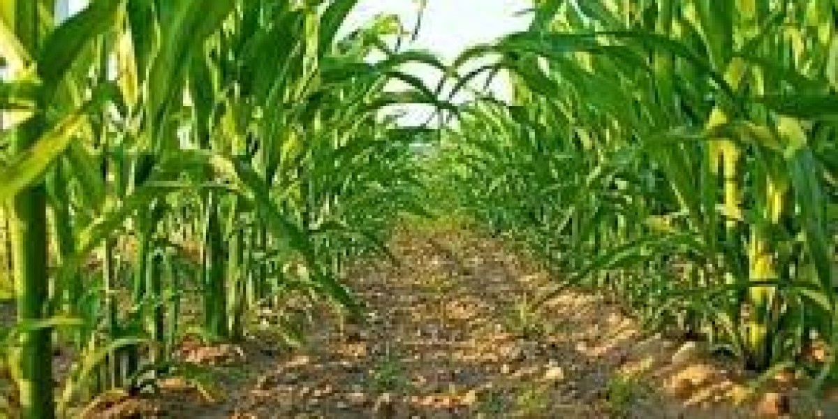 importance of prunning maize in the planation