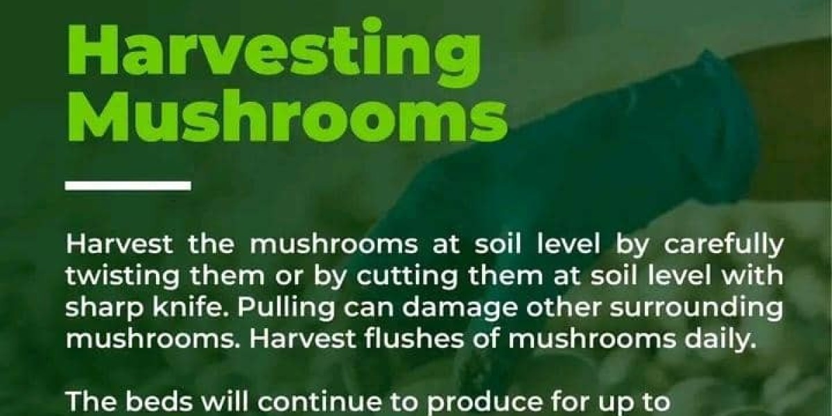 Mushroom growing, farming and harvesting in Uganda 