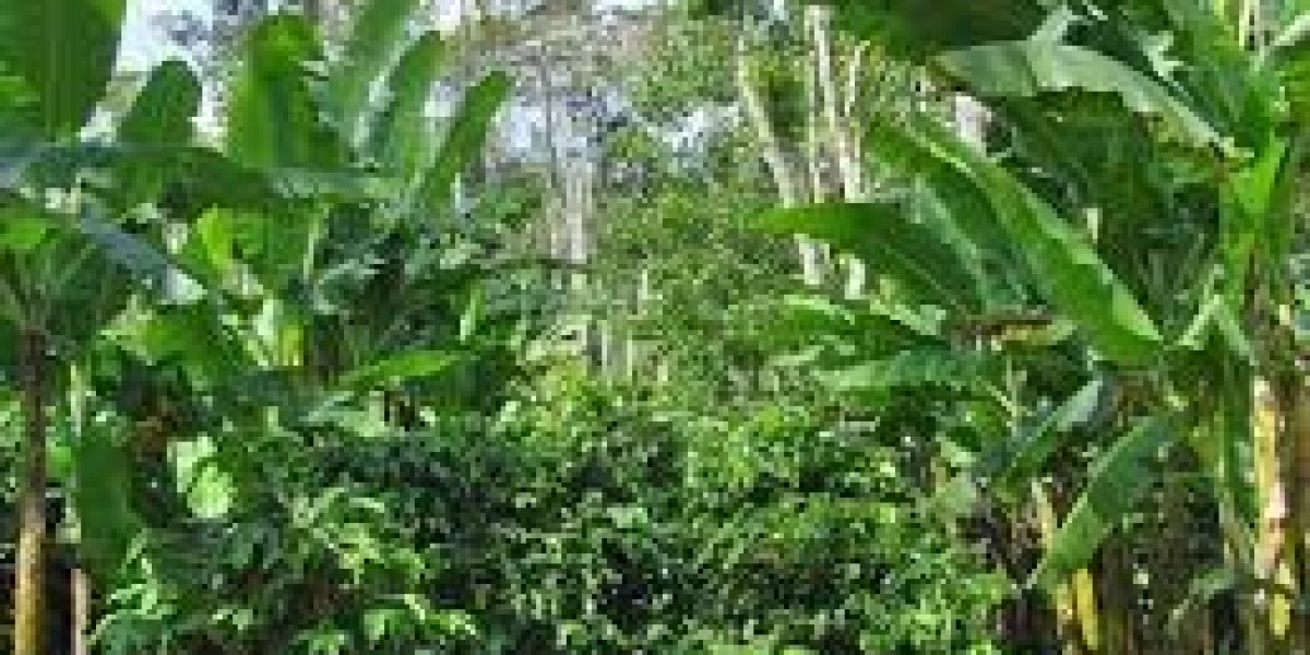 importance of intercropping in coffee planation