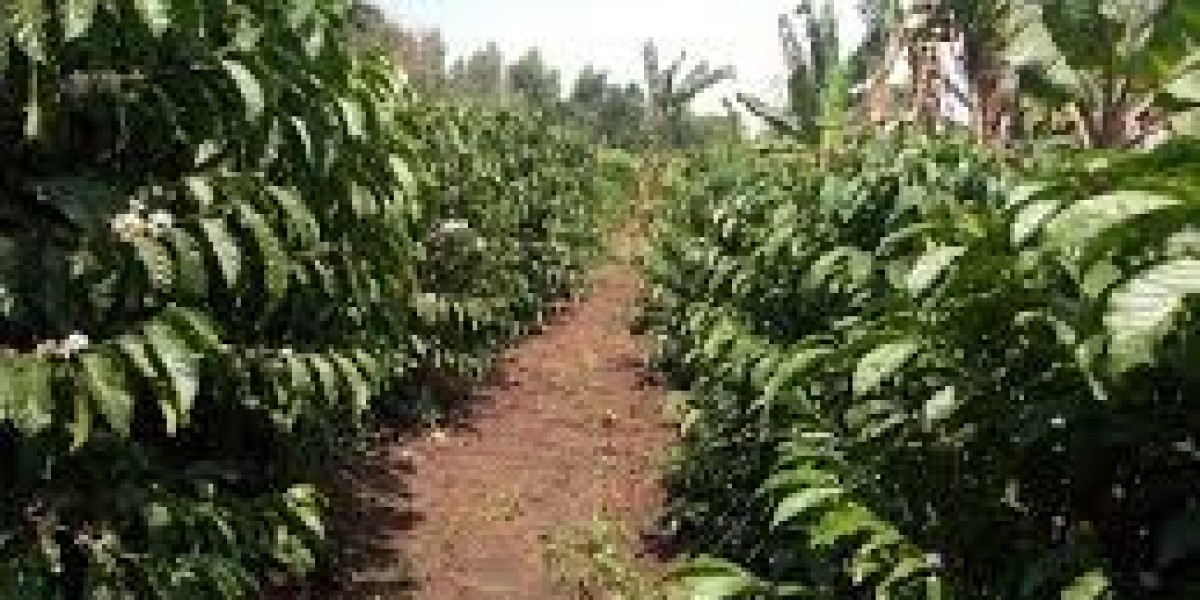 IMPORTANCE OF PROPER SPACING IN COFFEE GROWING