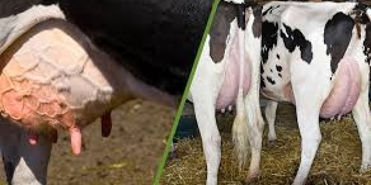 how to prevent mastitis in a dairy cow