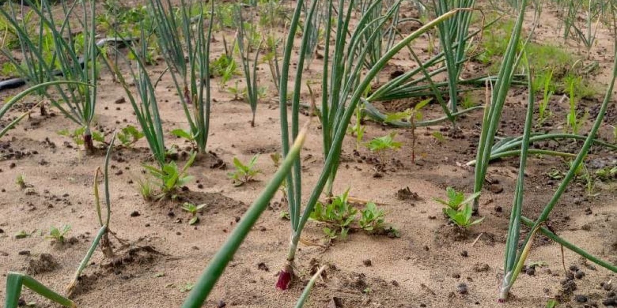 COMPLETE GUIDE TO ONION PRODUCTION
