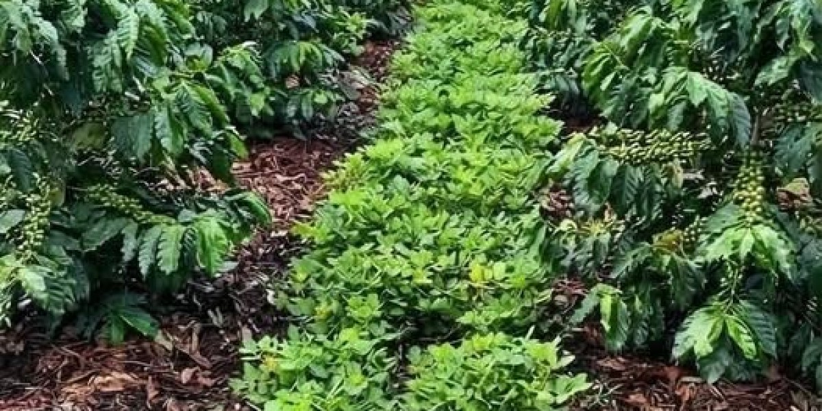 Why should farmers focus on intercropping inorder to enhance on output and production