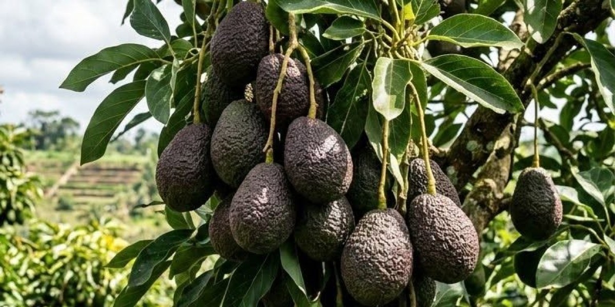 Reasons why some avocado spices don't sell alot in the market
