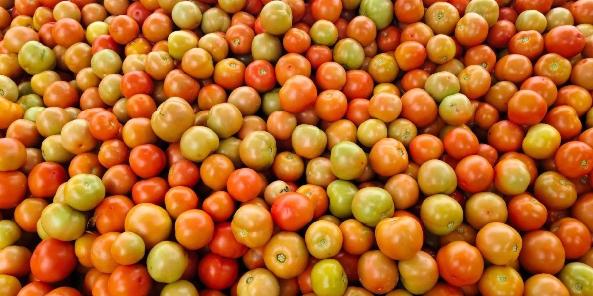 Why most farmers get poor quality tomatoes after harvesting stage of the season
