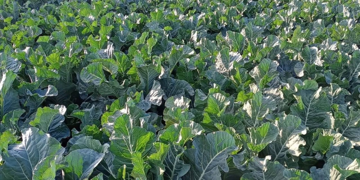 How to earn more money from growing cabbages in uganda