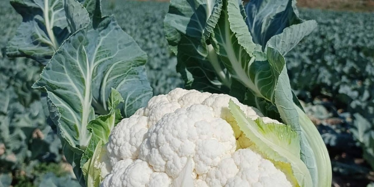Why Coliflowers production has increased alot in uganda for past 5 years?