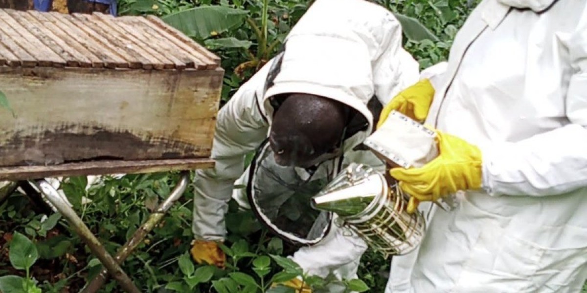 Why is bee keeping nolonger as popular as it was before